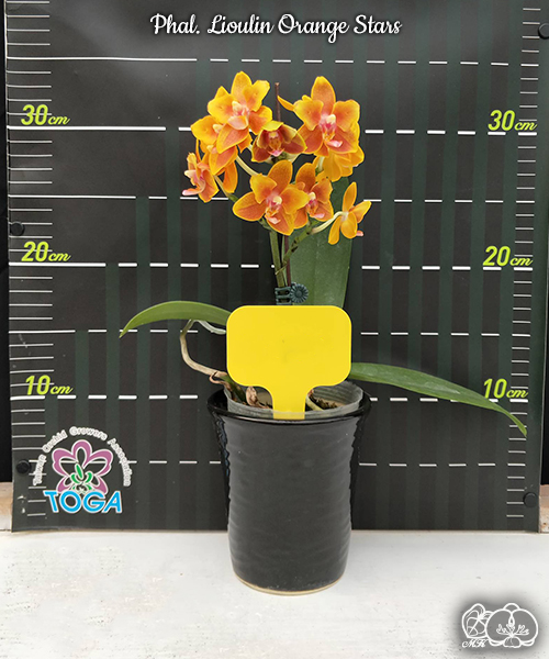 美琪園藝Miki Orchid - 品種詳細頁